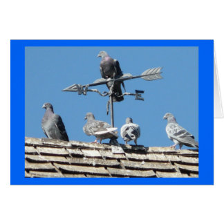 pigeons cards