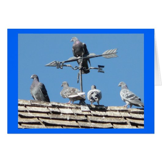 pigeons cards (Front Horizontal)