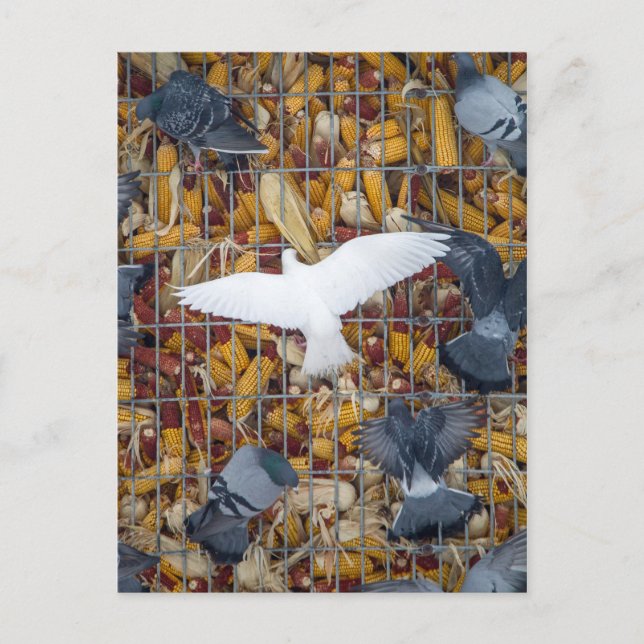 Pigeons Get the Corn Postcard (Front)