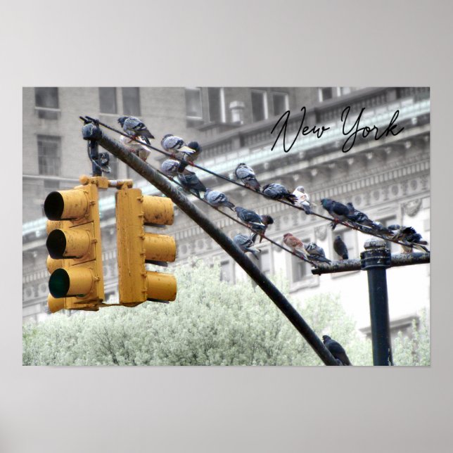 Pigeons in New York Poster (Front)