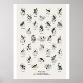 Pigeons - Naturalist's Library Poster