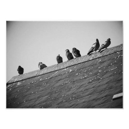 Pigeons on a Roof Photo Print