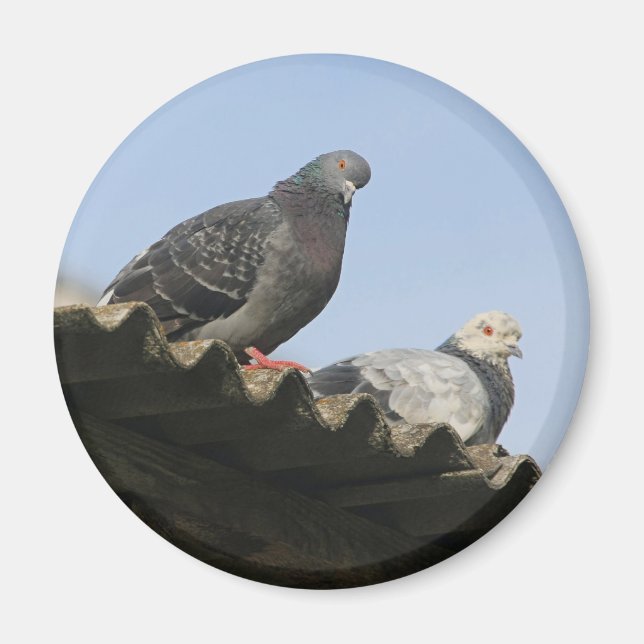 Pigeons on the roof. magnet (Front)