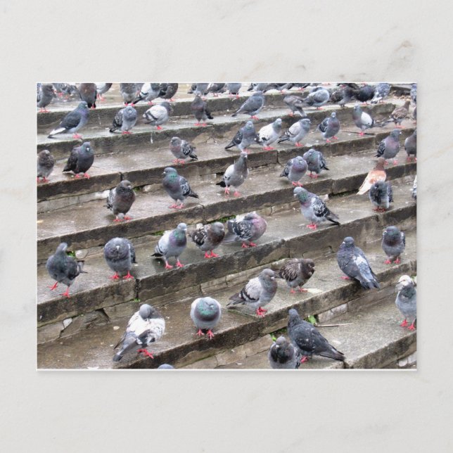 Pigeons Postcard (Front)