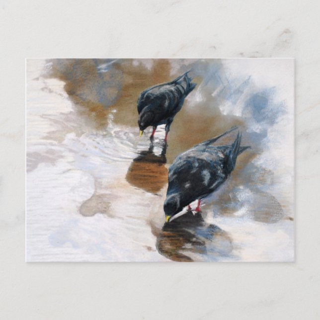 Pigeons Postcard (Front)