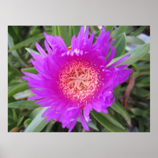 Pigface Poster (Front)