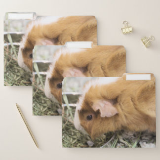 Piggy File Folder