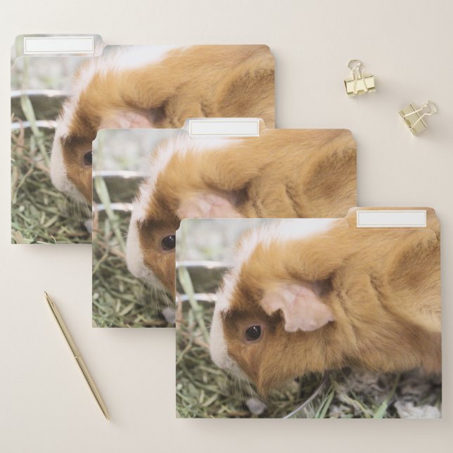 Piggy File Folder (Set)