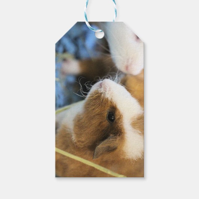 Piggy Gift Tags (Front)
