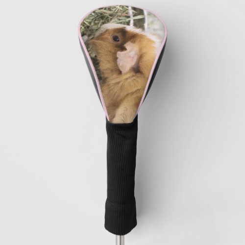 Piggy Golf Head Cover