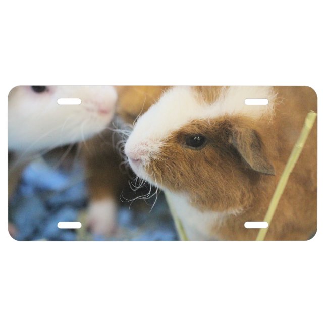 Piggy License Plate (Front)