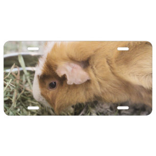 Piggy License Plate