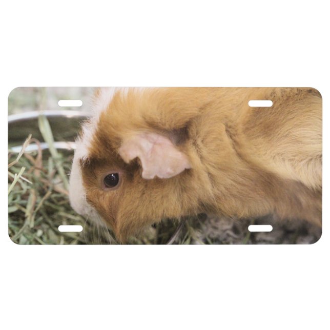Piggy License Plate (Front)