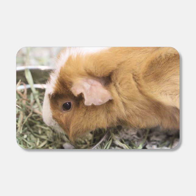 Piggy  matchboxes (Front)