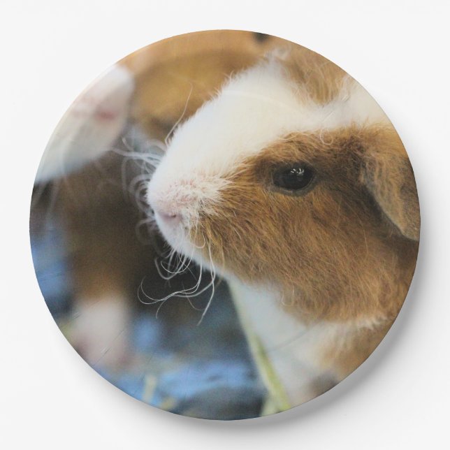 Piggy Paper Plates (Front)