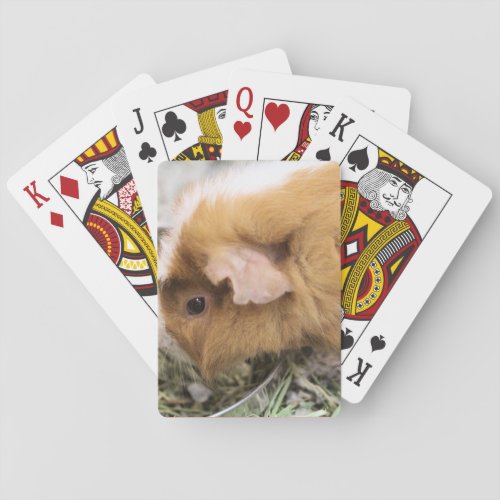 Piggy  poker cards