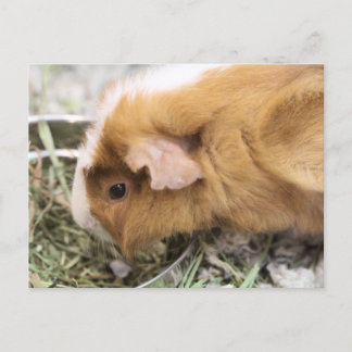 Piggy Postcard