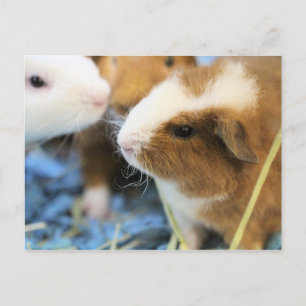 Piggy Postcard
