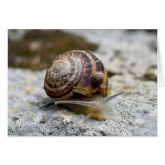 Piggyback Snail Ride Cards