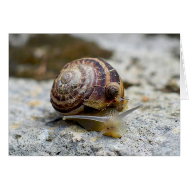Piggyback Snail Ride Cards (Front Horizontal)
