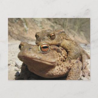 Piggyback Toads Postcard