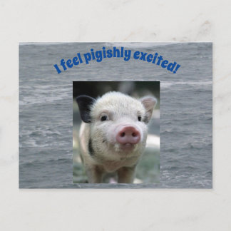 Pigish Postcard