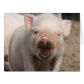 Piglet_2014_1101 (Front Horizontal)