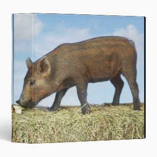 Piglet Eating Binder