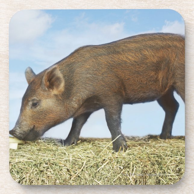 Piglet Eating Drink Coaster (Front)