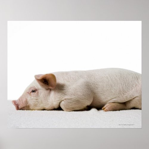 Piglet Lying Down Profile Poster