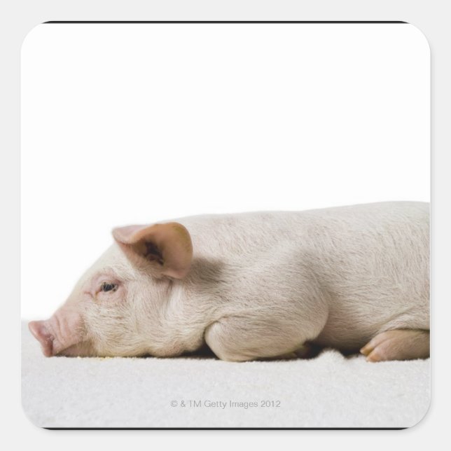 Piglet Lying Down Profile Square Sticker (Front)