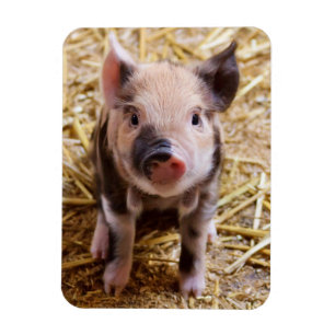 Piglet Magnet