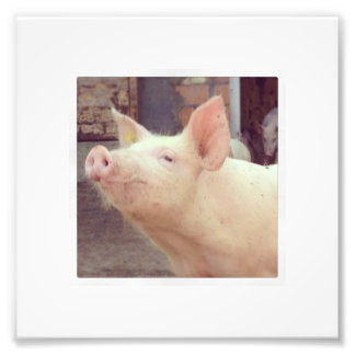 Piglet Photography Photo Print