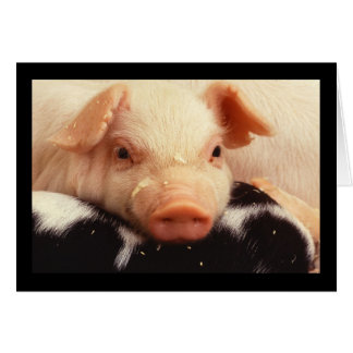 Piglet Pig Adorable Face Snout Cards