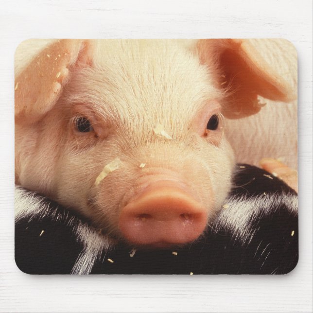 Piglet Pig Adorable Face Snout Mouse Pad (Front)
