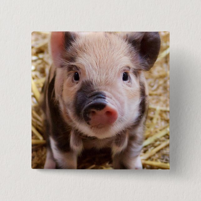 Piglet Pinback Button (Front)