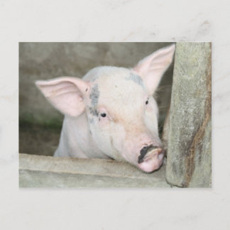 Piglet Postcard