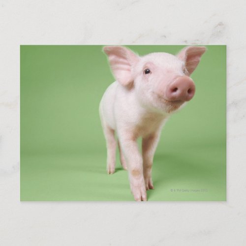 Piglet Standing Postcard