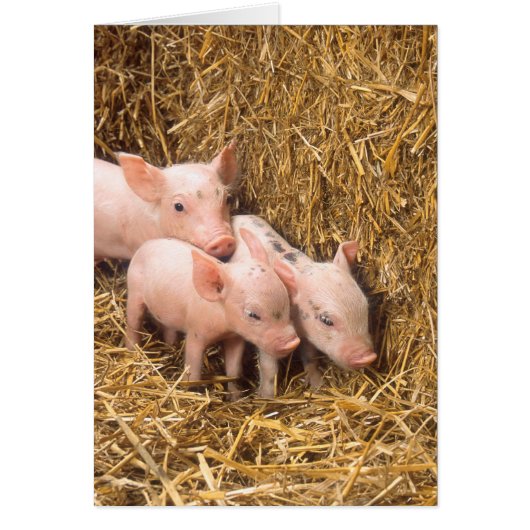 Piglets Cards (Front)