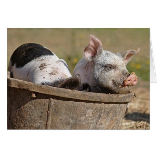 Piglets in a Bucket Cards (Front Horizontal)