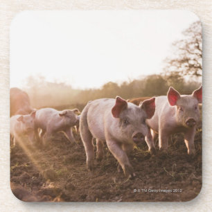 Piglets in Barnyard Coaster