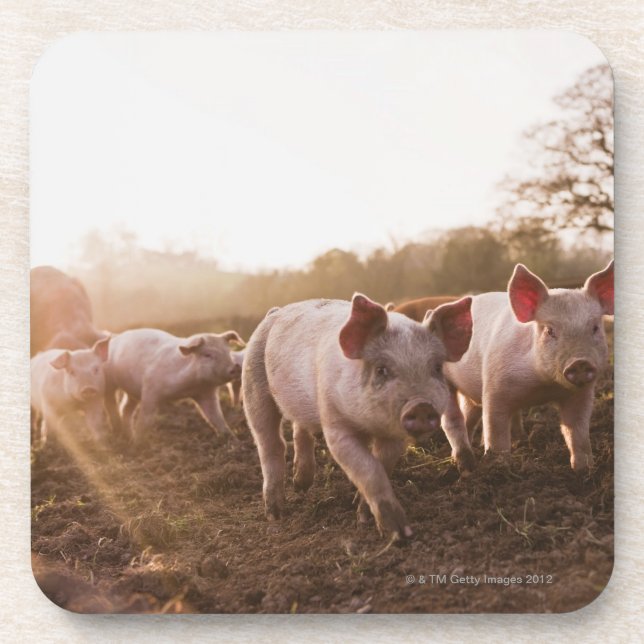 Piglets in Barnyard Coaster (Front)