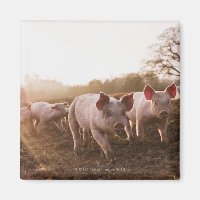 Piglets in Barnyard Magnet (Front)