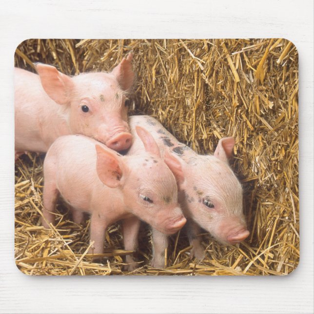 Piglets Mouse Pad (Front)