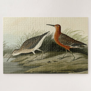Pigmy Curlew (Sandpiper) Audubon Birds of America Jigsaw Puzzle