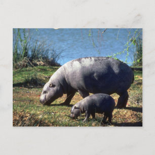 Pigmy Hippos cow with small calf Postcard