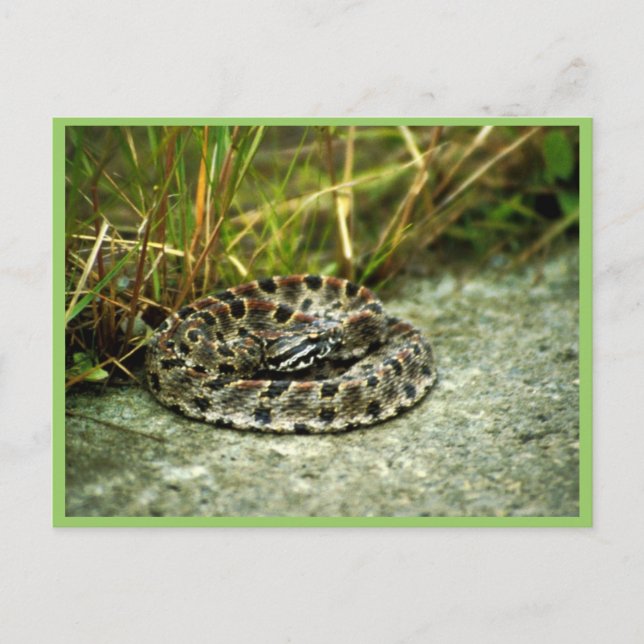 Pigmy Rattlesnake Postcard (Front)