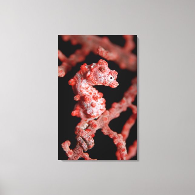 Pigmy Seahorse in Sea Fan Canvas Print (Front)