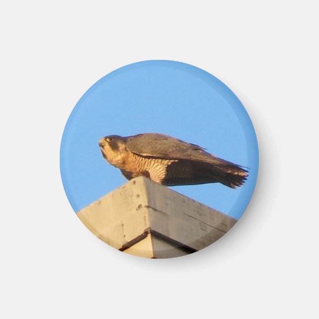 Pigott Magnet (Front)