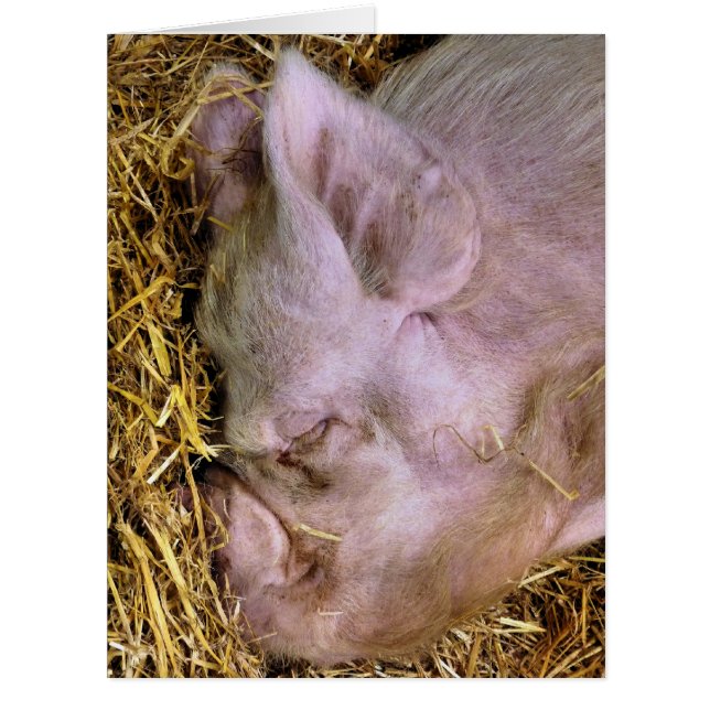 PIGS CARD (Front)
